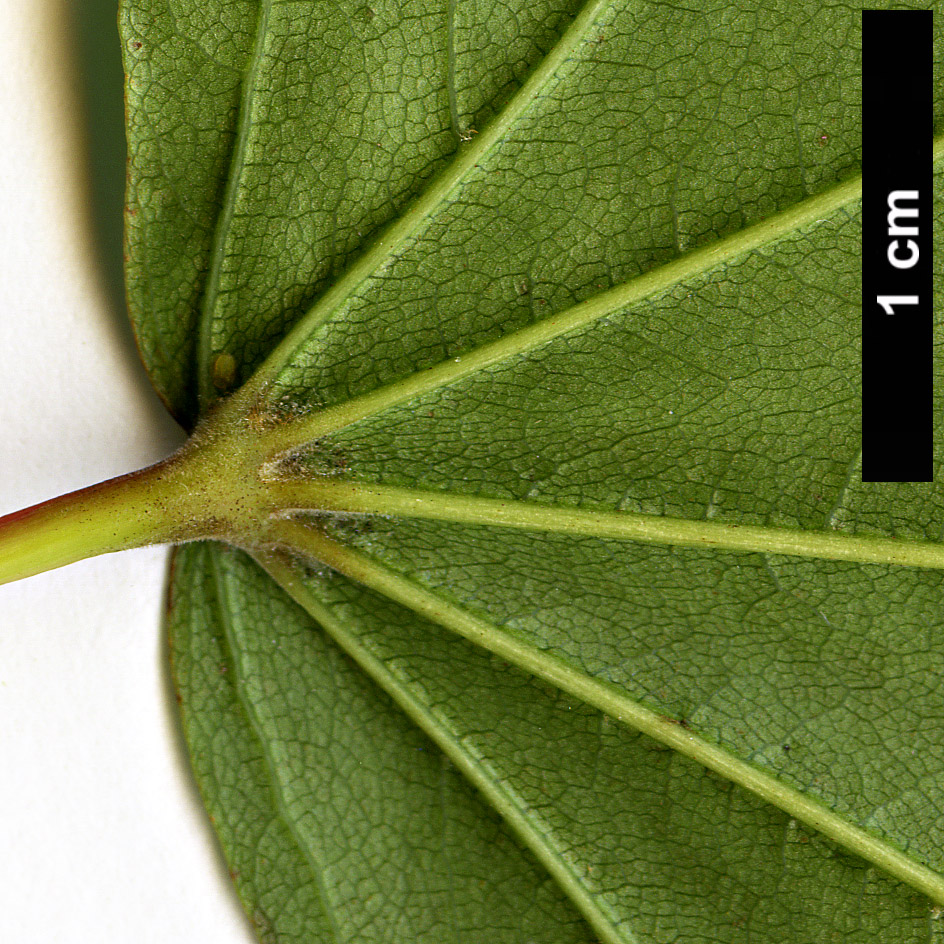 High resolution image: Family: Sapindaceae - Genus: Acer - Taxon: pictum - SpeciesSub: subsp. mono